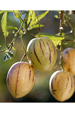 Videolu 1 Adet Özel Pepino Fidesi 10-25 Cm Tüplü Iç Mekan Bitkileri (SOLANUM MURİCATUM)