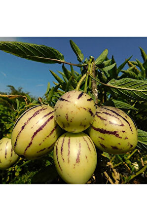 Videolu 1 Adet Özel Pepino Fidesi 10-25 Cm Tüplü Iç Mekan Bitkileri (SOLANUM MURİCATUM)