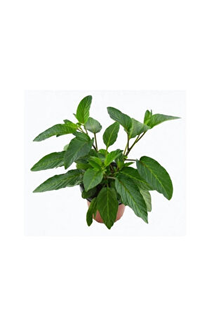 Videolu 1 Adet Özel Pepino Fidesi 10-25 Cm Tüplü Iç Mekan Bitkileri (SOLANUM MURİCATUM)