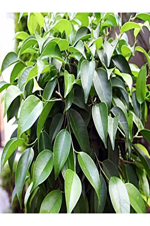 Videolu Yeşil Benjamin Çiçeği 70-100 Cm Saksılı Iç Mekan Bitkileri Ficus Benjamina