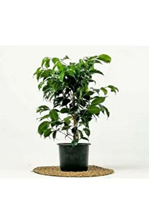 Videolu Yeşil Benjamin Çiçeği 70-100 Cm Saksılı Iç Mekan Bitkileri Ficus Benjamina