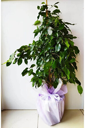 Videolu Yeşil Benjamin Çiçeği 70-100 Cm Saksılı Iç Mekan Bitkileri Ficus Benjamina