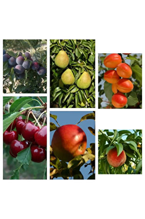 Videolu 6'lı Karışık Aşılı Meyve Fidanı Paketi (KİRAZ/ŞEFTALİ/MÜRDÜM ERİĞİ/ELMA/ARMUT/KAYISI)