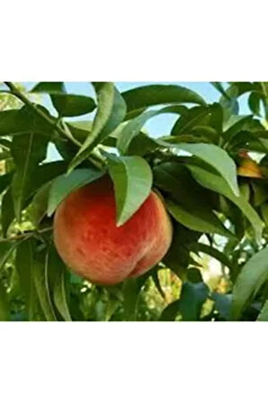 Videolu 6'lı Karışık Aşılı Meyve Fidanı Paketi (KİRAZ/ŞEFTALİ/MÜRDÜM ERİĞİ/ELMA/ARMUT/KAYISI)