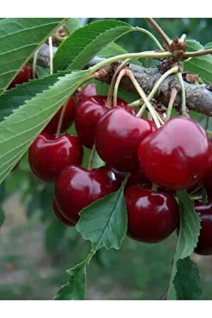 Videolu 6'lı Karışık Aşılı Meyve Fidanı Paketi (KİRAZ/ŞEFTALİ/MÜRDÜM ERİĞİ/ELMA/ARMUT/KAYISI)