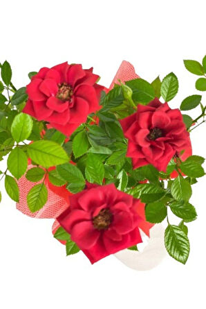 Gül Roses Ithal Hediye Paketinde + Hediye Notu