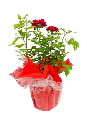 Gül Roses Ithal Hediye Paketinde + Hediye Notu