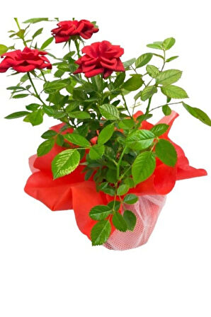 Gül Roses Ithal Hediye Paketinde + Hediye Notu
