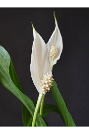 Videolu Muhteşem Beyaz Renk Barış Çiçeği 30-40 Cm Saksılı Iç Mekan Bitkileri Whıte Spatifilyum