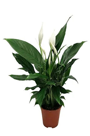 Videolu Muhteşem Beyaz Renk Barış Çiçeği 30-40 Cm Saksılı Iç Mekan Bitkileri Whıte Spatifilyum