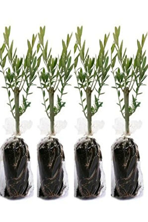 Videolu 10'lu Zeytin Fidanı 30-40 Cm Tüplü Iç Mekan Bitkileri Olive Sapling