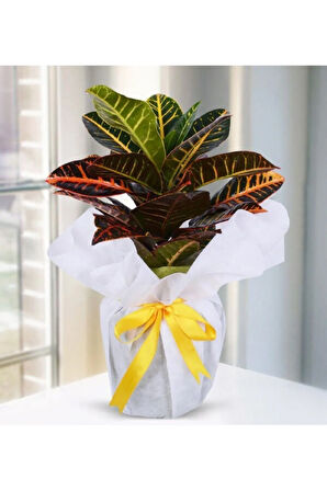 Kraton Çiçeği Yeni iş Hediyesi Hediye Paketi+Tebrik Kartı