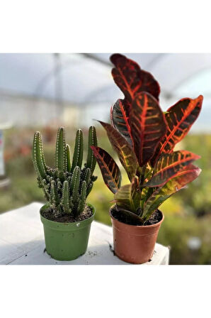 Videolu 2'li Rasyasyon Kaktüs 15-25cm Ve Kraton Çiçeği20-35 Cm Saksılı Iç Mekan Bitkileri