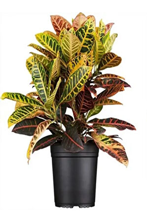 Videolu 2'li Rasyasyon Kaktüs 15-25cm Ve Kraton Çiçeği20-35 Cm Saksılı Iç Mekan Bitkileri