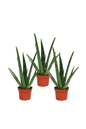 Aloe Vera Bitkisi 3'lü Ekonomik Paket