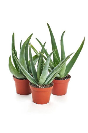 Aloe Vera Bitkisi 3' lü Paket, Bol Yavrulu 40 - 50 Cm