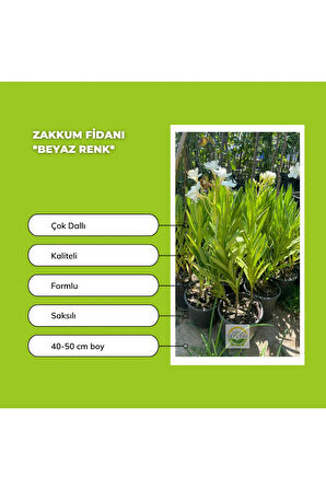 10'lu Zakkum Fidanı Paketi