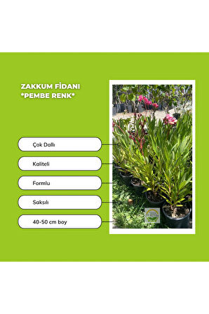 10'lu Zakkum Fidanı Paketi