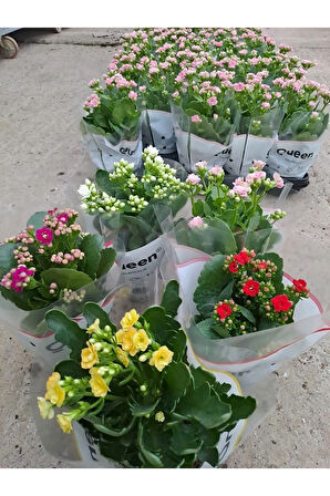 5 Li Kalanşo Çiçeği Paketi