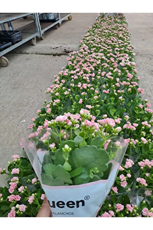 5 Li Kalanşo Çiçeği Paketi