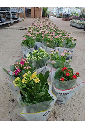 5 Li Kalanşo Çiçeği Paketi