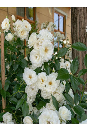 Videolu Filbahri-kırmızı Gül-beyaz Gül-kırmızı Ortanca Çiçek Seti 1 Adet Saksılı/ Tüplü