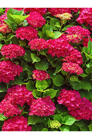 Videolu Filbahri-kırmızı Gül-beyaz Gül-kırmızı Ortanca Çiçek Seti 1 Adet Saksılı/ Tüplü