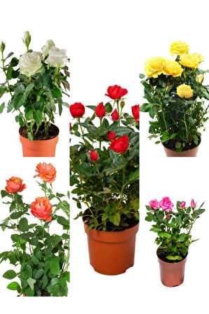 Videolu Minyatür Gül Fidanı 5 Adet Saksılı/ Tüplü 20-30cm Bahçe Bitkisi (ROSE)
