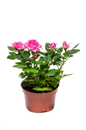 Videolu Minyatür Gül Fidanı 5 Adet Saksılı/ Tüplü 20-30cm Bahçe Bitkisi (ROSE)
