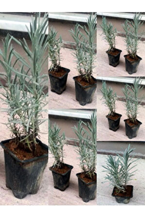 Videolu Lavanta Fidanı 10 Adet Saksılı/tüplü 10-15 Cm Bahçe Bitkisi (LAVANDER)