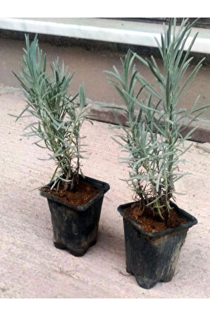 Videolu Lavanta Fidanı 10 Adet Saksılı/tüplü 10-15 Cm Bahçe Bitkisi (LAVANDER)