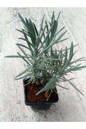 Videolu Lavanta Fidanı 10 Adet Saksılı/tüplü 10-15 Cm Bahçe Bitkisi (LAVANDER)