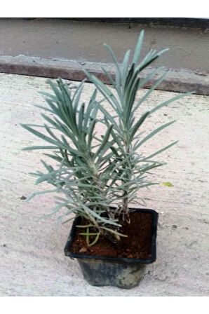 Videolu Lavanta Fidanı 10 Adet Saksılı/tüplü 10-15 Cm Bahçe Bitkisi (LAVANDER)