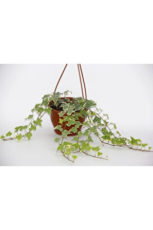 Videolu Hedera Helix Sarmaşık 1 Adet Askılı Saksıda 30-50cm Hediyelik Ofis Salon Bitkisi