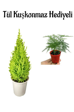 Çok Avantajlı Limon Kokulu Salon Limon Çamı Sevgililer Gününe Özel Tül Kuşkonmaz HEDİYELİ