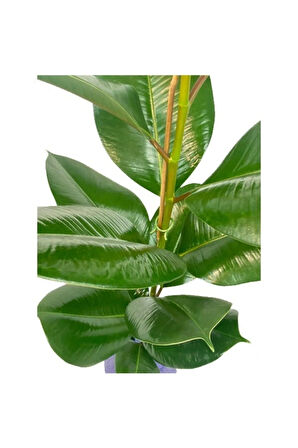 Kauçuk Çiçeği 80cm Hediye Paketli+Hediye Notu