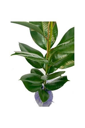 Kauçuk Çiçeği 80cm Hediye Paketli+Hediye Notu