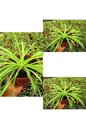 Videolu Kurdele Çiçeği 3 Adet Saksılı/ Tüplü 15-25 Cm Bahçe-salon Bikisi (CHLOROPHYTUM)