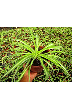 Videolu Kurdele Çiçeği 3 Adet Saksılı/ Tüplü 15-25 Cm Bahçe-salon Bikisi (CHLOROPHYTUM)