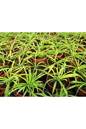 Videolu Kurdele Çiçeği 3 Adet Saksılı/ Tüplü 15-25 Cm Bahçe-salon Bikisi (CHLOROPHYTUM)