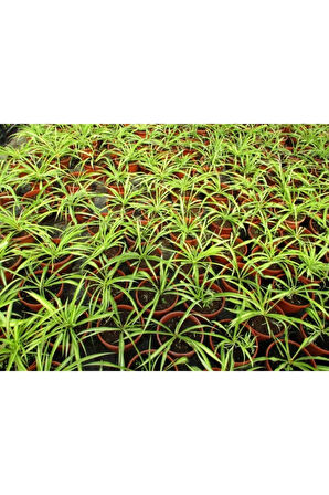 Videolu Kurdele Çiçeği 3 Adet Saksılı/ Tüplü 15-25 Cm Bahçe-salon Bikisi (CHLOROPHYTUM)