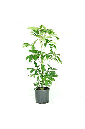 Videolu Tek Dal Şeflera Çiçeği 45-65cm Saksılı Iç Mekan/salon Bitkileri (SCHEFFLERA)