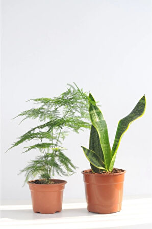 Tül Kuşkonmaz Ve Paşa Kılıcı Asparagus Sansevieria Black Gold Üretim Saksılı 2'li Set