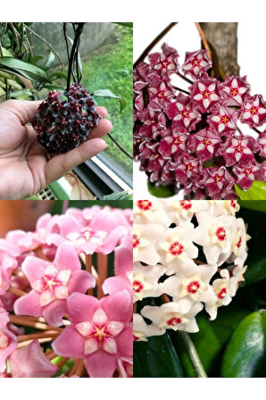 Videolu Kokulu Mum Çiçeği Bitkisi 4 Adet Saksılı 10-20cm Iç Mekan Salon Bitkisi (HOYA)