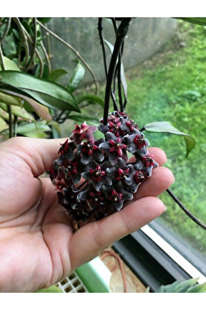 Videolu Kokulu Mum Çiçeği Bitkisi 4 Adet Saksılı 10-20cm Iç Mekan Salon Bitkisi (HOYA)