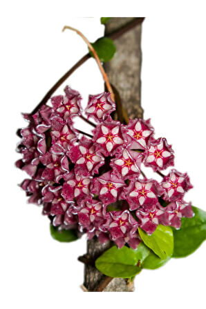 Videolu Kokulu Mum Çiçeği Bitkisi 4 Adet Saksılı 10-20cm Iç Mekan Salon Bitkisi (HOYA)