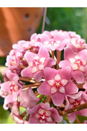 Videolu Kokulu Mum Çiçeği Bitkisi 4 Adet Saksılı 10-20cm Iç Mekan Salon Bitkisi (HOYA)