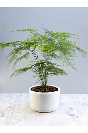 Videolu Tül Kuşkonmaz Ve Paşa Kılıcı (5 15 CM)2 Adet Saksılı Iç Mekan Bitkisi Asparagus Sansevieria