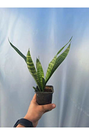 Videolu Tül Kuşkonmaz Ve Paşa Kılıcı (5 15 CM)2 Adet Saksılı Iç Mekan Bitkisi Asparagus Sansevieria