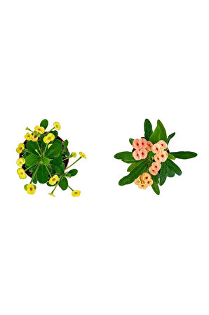 Videolu Milli Dikenler Tacı Sarı-kırmızı 2 Adet Saksılı 10-15cm Iç Dış Mekan Bitkisi (EUPHORBİA)